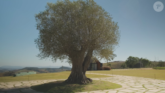 Antes da construção, Giovanna Ewbank e Bruno Gagliasso plantaram uma oliveira centenária que chamam de Olívia