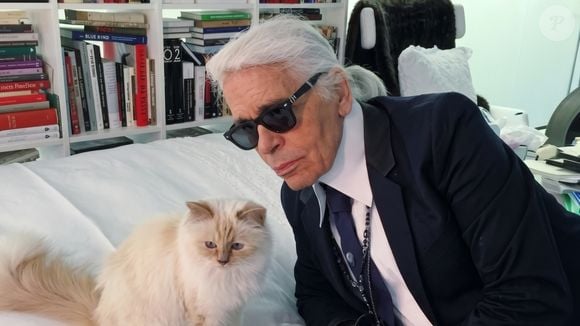 É normal que um gato apresente mudanças de comportamento quando saímos de férias, mas isso não significa que ele tenha se esquecido de nós: trata-se apenas de uma reação à nossa ausência