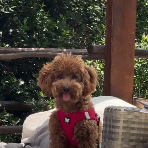Ranking coloca o Poodle Toy atrás apenas do Border Collie e explica por que Chihiro aprende comandos com tanta facilidade
