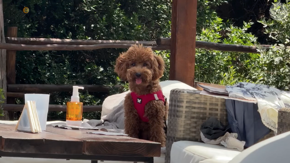 Ranking coloca o Poodle Toy atrás apenas do Border Collie e explica por que Chihiro aprende comandos com tanta facilidade