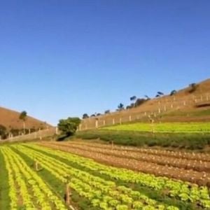 Marcos Palmeira também se dedica à produção de orgânicos e diversos tipos de hortaliças