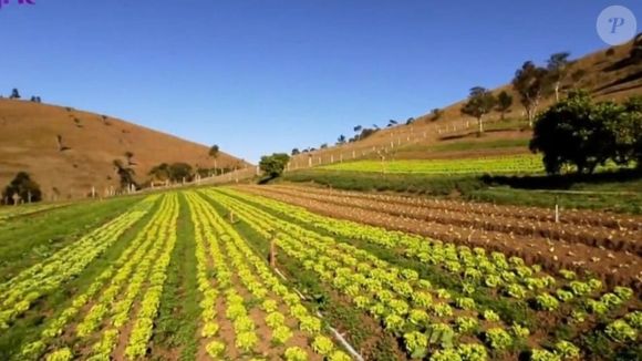 Marcos Palmeira também se dedica à produção de orgânicos e diversos tipos de hortaliças