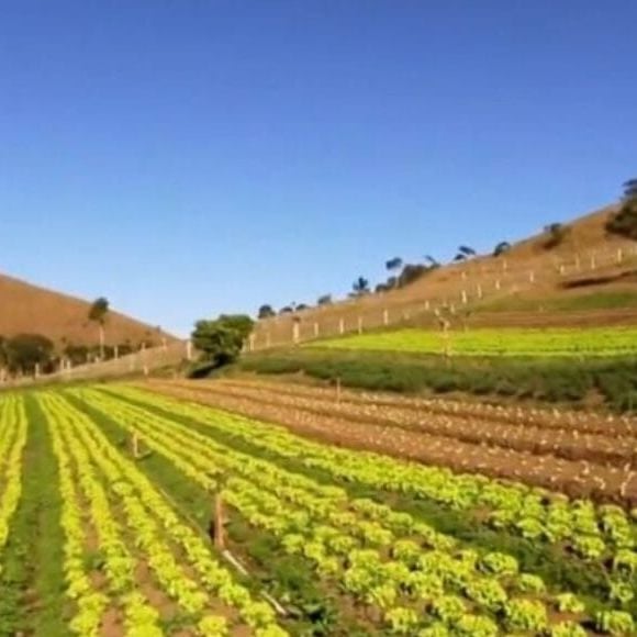 Marcos Palmeira também se dedica à produção de orgânicos e diversos tipos de hortaliças