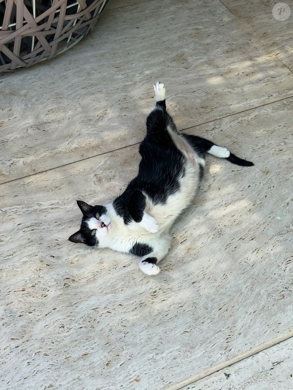 Marina Ruy Barbosa está procurando pelo gato João