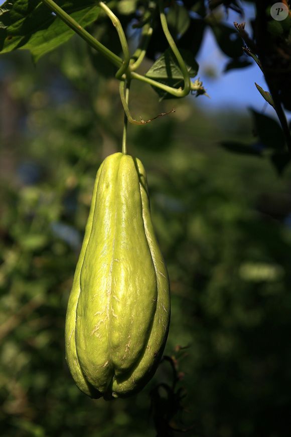Chuchu é um dos legumes mais indicados por quem deseja emagrecer devido às suas baixas calorias
