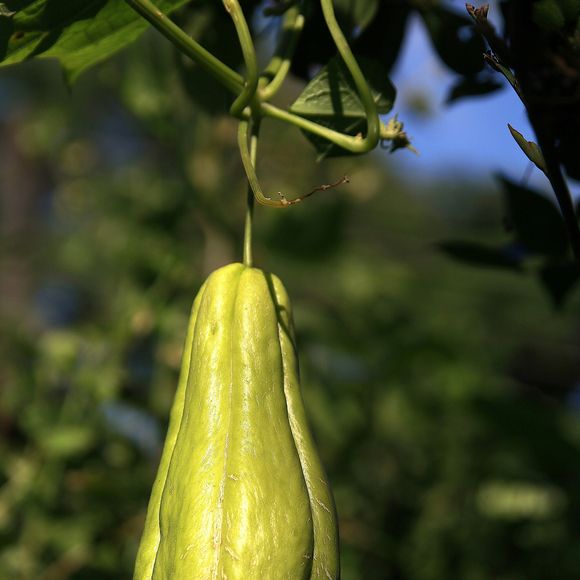 Chuchu é um dos legumes mais indicados por quem deseja emagrecer devido às suas baixas calorias