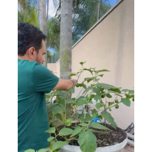 Luciano Camargo gosta de plantar em sua mansão em Alphaville