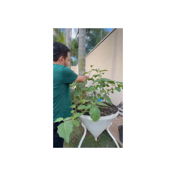 Luciano Camargo gosta de plantar em sua mansão em Alphaville