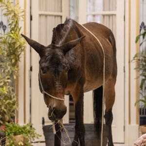 Policarpo ganhou fama com sua imagem nos biscoitos na novela Êta Mundo Melhor. Globo usa inteligência artificial para criar reações no animal.