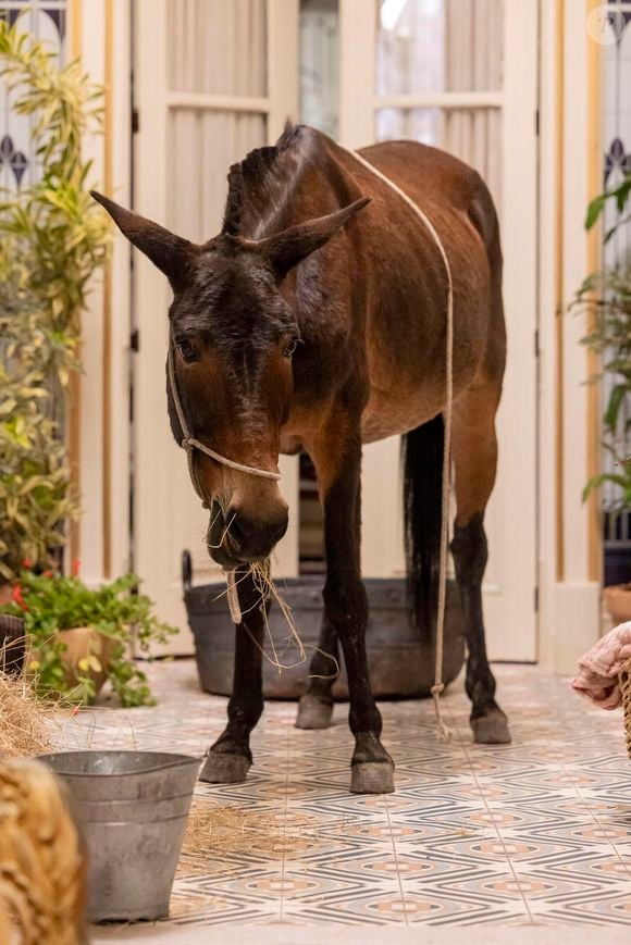 Policarpo ganhou fama com sua imagem nos biscoitos na novela Êta Mundo Melhor. Globo usa inteligência artificial para criar reações no animal.