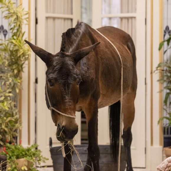 Policarpo ganhou fama com sua imagem nos biscoitos na novela Êta Mundo Melhor. Globo usa inteligência artificial para criar reações no animal.