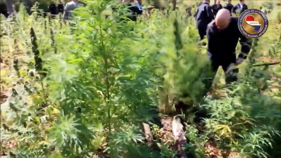 O vídeo de Alexandre de Moraes cortando pés de maconha no Paraguai voltou a circular nas redes sociais após o ministro votar pela descriminalização do porte da droga para uso pessoal no STF. De acordo com O Globo, o registro foi feito em 2016, quando Moraes ocupava o Ministério da Justiça