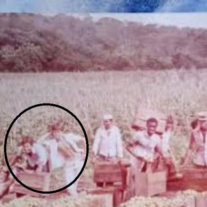 Leandro e Leonardo antes da fama: irmãos aparecem em uma lavoura de tomates ao lado do pai, o lavrador Avelino Virgulino da Costa