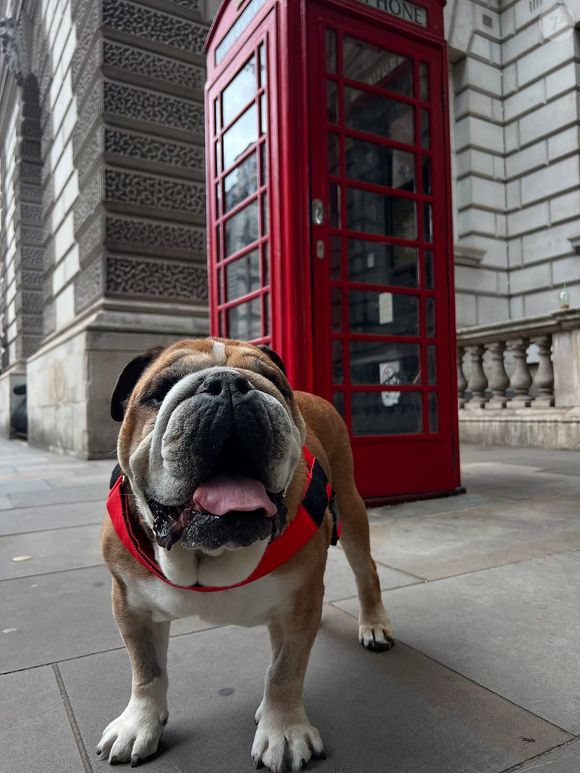 Roscoe Hamilton, um bulldog inglês, foi diagnosticado com pneumonia e sofreu uma parada cardíaca