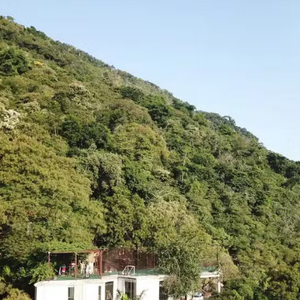 A famosa 'mansão na árvore' de Caio Blat está à venda e chama atenção não apenas pelo valor milionário, mas principalmente pelo projeto completamente integrado à natureza.