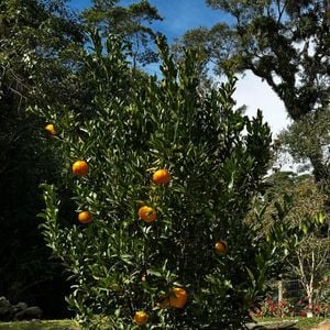 Marcello Novaes tem seu próprio pomar, que rende frutas belíssimas e orgânicas