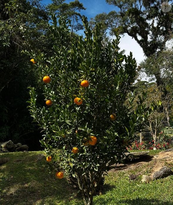 Marcello Novaes tem seu próprio pomar, que rende frutas belíssimas e orgânicas
