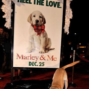 Treinador Larry Madrid revela: foram 22 cães para dar vida ao labrador mais famoso do cinema