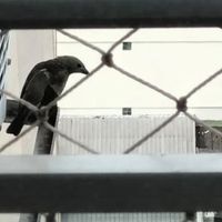 Se você vê um pássaro pousando na janela ou varanda da sua casa, vamos explicar o que isso significa e por que é bom