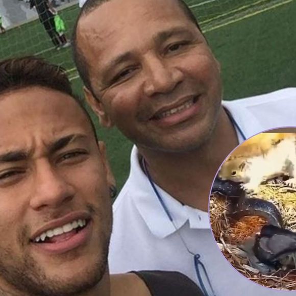 'Amar é lutar até...': em meio à polêmica, pai de Neymar posta vídeo de cobra levando a pior e faz reflexão na web