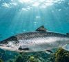 O DNA do salmão virou um dos ingredientes mais comentados da beleza coreana, mas a explicação não envolve propriedades mágicas. O esperma desses peixes é utilizado por ser uma fonte especialmente abundante de DNA, permitindo obter grandes quantidades de material genético que posteriormente pode ser purificado para formar o PDRN