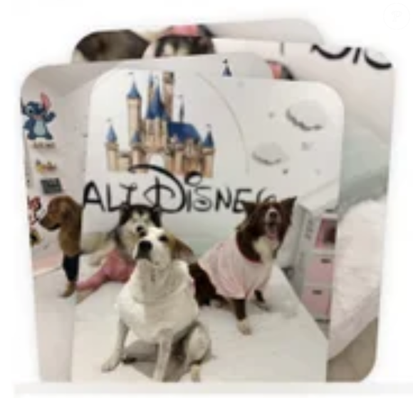 A ex-funcionária compartilhou diversas fotos que ela afirma ser de Chole após ser deixada na creche. A cachorrinha é da raça Border collie