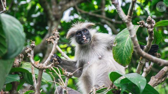 Em Zanzibar, é possível fazer safáris e excursões pela incrível Floresta de Jozani, lar do raro macaco-colobo-vermelho