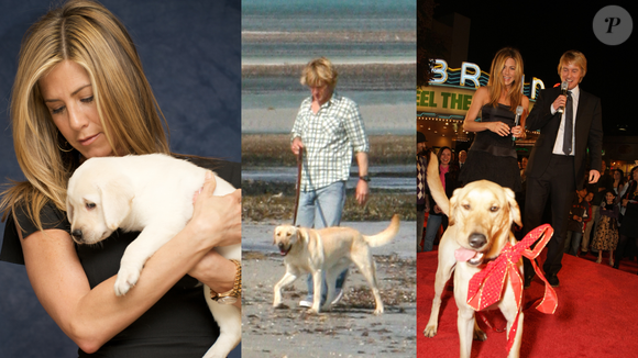 Conversar com um animal como se ele fosse gente pode indicar necessidade de estabelecer uma conexão emocional com o bicho