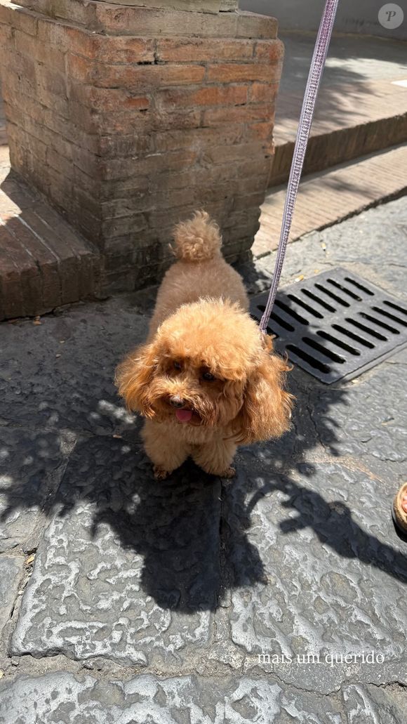 Logo depois, João Guilherme também publicou a foto de outro cachorro da mesma raça em seus stories