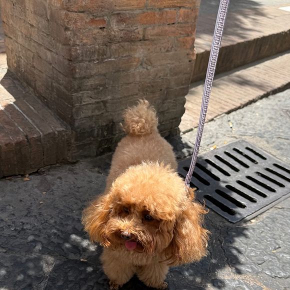 Logo depois, João Guilherme também publicou a foto de outro cachorro da mesma raça em seus stories