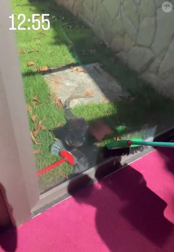 A tarde de segunda-feira (23) foi de emoção selvagem na mansão de Virginia Fonseca em Goiânia. Um lagarto de grande porte decidiu fazer uma visita inusitada à residência da influenciadora e causou rebuliço no jardim, com direito a susto, confusão e cobertura completa nos stories, claro