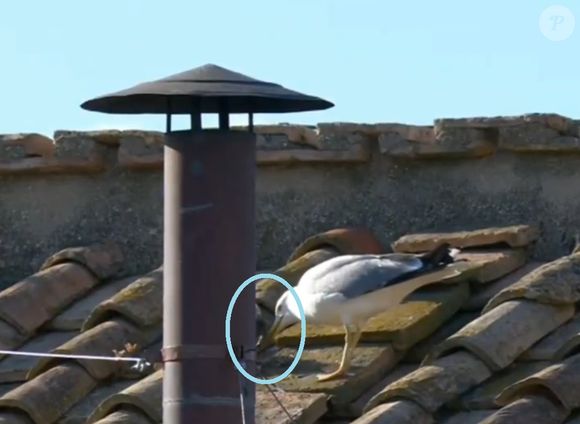 Filhote de gaivota se alimentou no teto da Capela Sistina enquanto mundo aguardava anúncio da eleição de novo papa