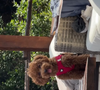 Neste sábado (14), João Guilherme publicou um vídeo de um cachorrinho da raça Poodle Toy muito parecido com Chihiro, seu dog com Bruna Marquezine
