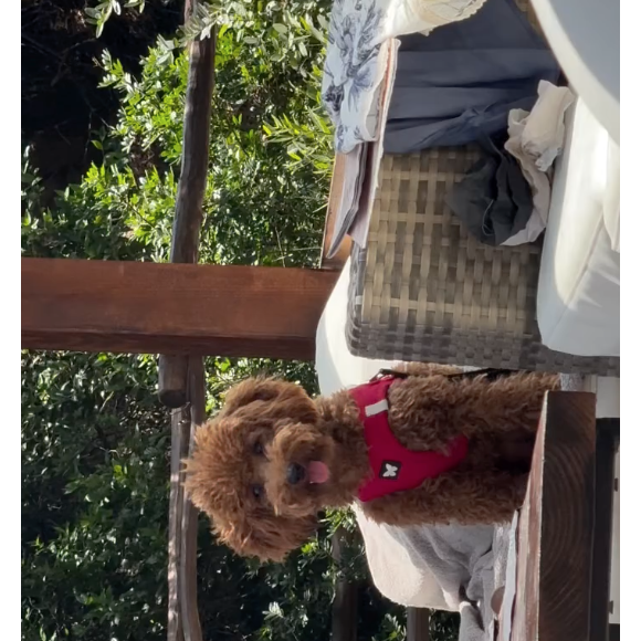 Neste sábado (14), João Guilherme publicou um vídeo de um cachorrinho da raça Poodle Toy muito parecido com Chihiro, seu dog com Bruna Marquezine