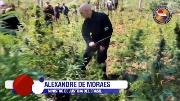 Antes de votar pela descriminalização do porte de maconha no STF, Alexandre de Moraes apareceu em um vídeo de 2016 cortando pés da planta com um facão durante uma operação no Paraguai, quando era ministro da Justiça do governo de Michel Temer. Segundo O Globo, na época, Moraes defendia o combate ao crime transnacional e a 'erradicação da maconha' na América do Sul