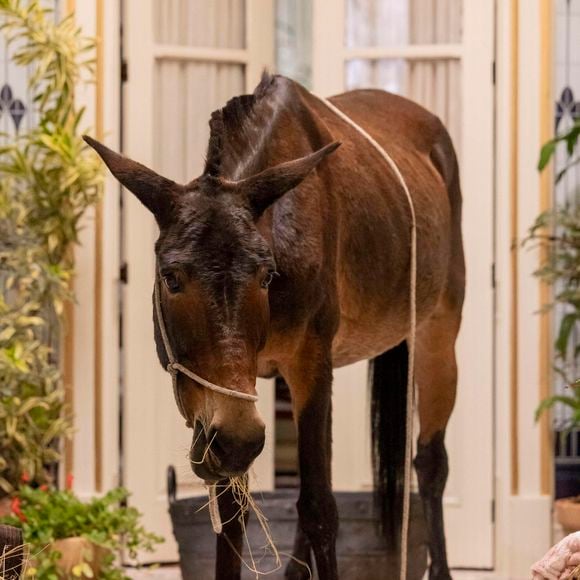 Policarpo sofrerá nas mãos de Sandra na reta final da novela Êta Mundo Melhor