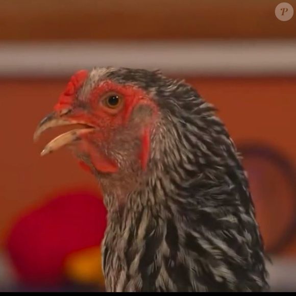 'BBB 25': Rafael Portugal conversa com galinha e faz a web rir: 'Humorista que mais combina'