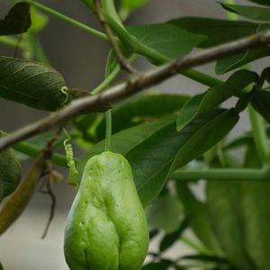 O chuchu faz bem para o funcionamento do intestino e facilita a eliminação das fezes, combatendo a prisão de ventre