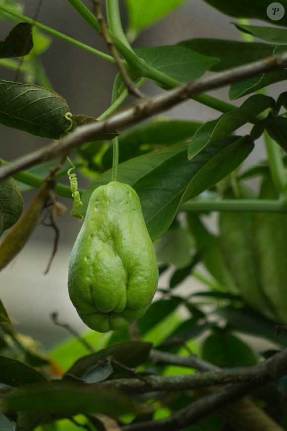 O chuchu faz bem para o funcionamento do intestino e facilita a eliminação das fezes, combatendo a prisão de ventre