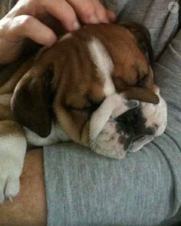 Roscoe ‘nunca parou de lutar, até o fim. Me sinto tão grato e honrado por ter partilhado a minha vida com uma alma tão linda, um anjo e um amigo verdadeiro’, escreveu Lewis Hamilton