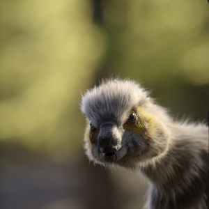 Série 'The Dinosaurs' (Os Dinossauros), da Netflix, conta com apenas 4 episódios