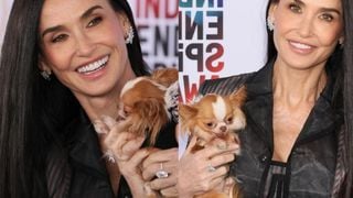 Nem Fernanda Torres, nem Ariana Grande: a melhor amiga de Demi Moore tem só 1,2 kg e foi achada na Tailândia. Conheça Pilaf!