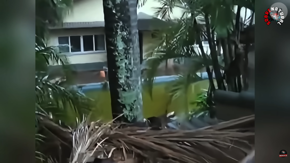 Mansão da família Richthofen permanece abandonada e depredada, mesmo após ter sido comprada há 11 anos