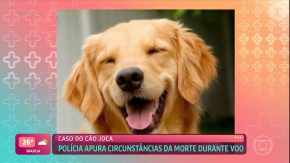 Morte do cão Orelha lembra a do cachorro Joca durante voo em 2024