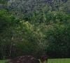 Assim que comprou a propriedade, Ney Matogrosso retirou as vacas do local e transformou o pasto em uma área de floresta gigantesca
