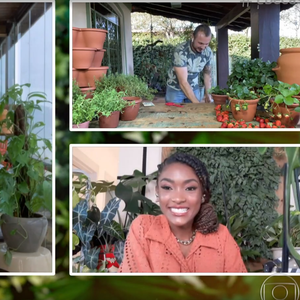 Atriz Érika Januza, no ar em 'A Nobreza do Amor', já pediu ajuda no programa 'É De Casa' para cuidar de plantas.
