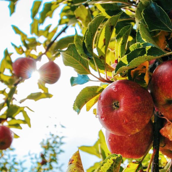 A maçã é uma boa aliada em dietas de emagrecimento, além de ajudar no controle da diabetes e da pressão arterial