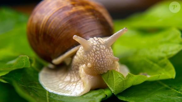 Caso de caramujo no prato divide opiniões e gera debate acalorado nas redes sociais