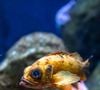 O dinheiro obtido com a comercialização das piranhas ajudou a tirar do papel projetos de infraestrutura que faziam diferença na vida dos moradores. Entre as melhorias realizadas estavam a construção de aproximadamente 350 metros de pontes de madeira, um cais, um cemitério e uma pista de pouso com cerca de 800 metros.