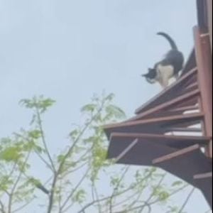 A mansão de Paolla Oliveira conta com uma escadinha no telhado feita especialmente para os gatos